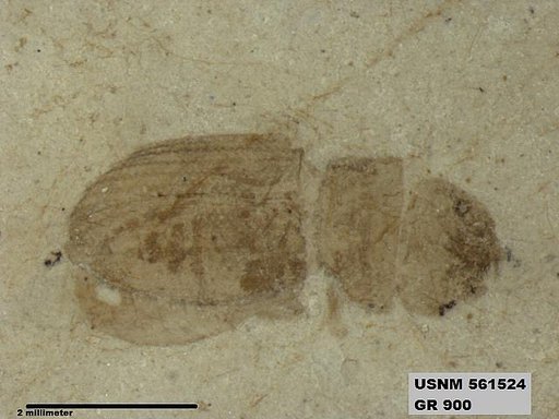 Insecta