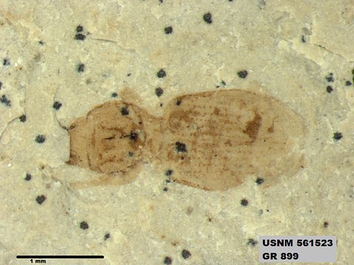 Insecta