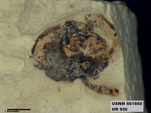 Insecta