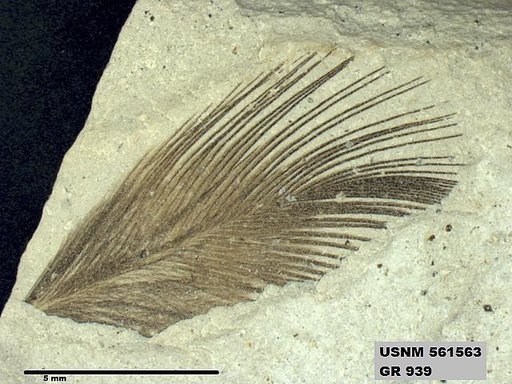 Insecta