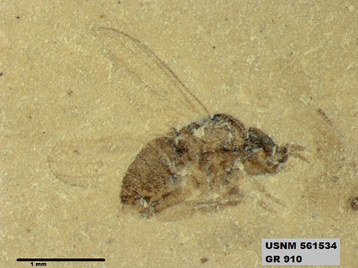 Insecta