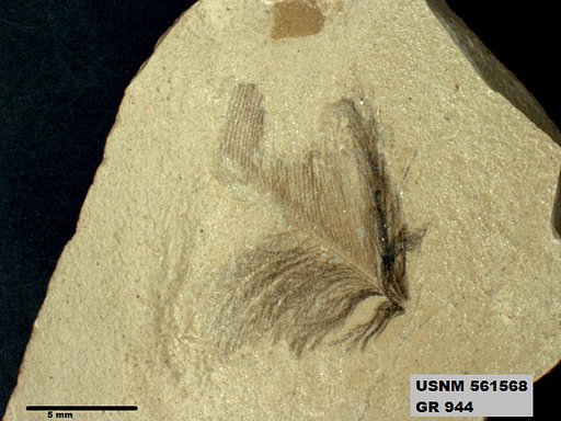 Insecta