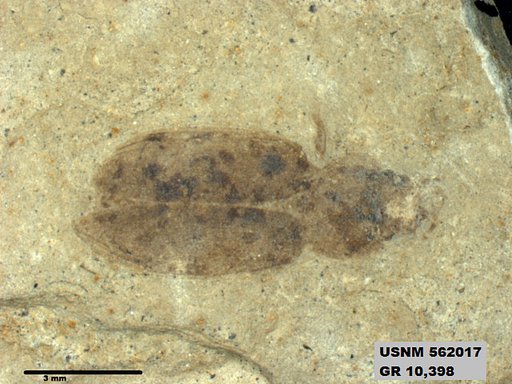 Insecta