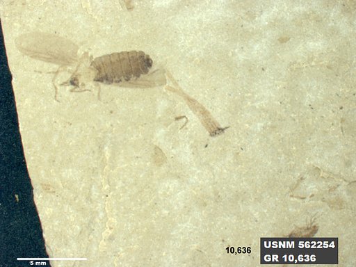Insecta