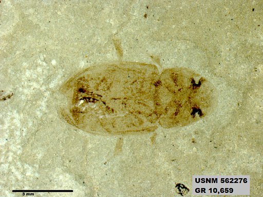 Insecta