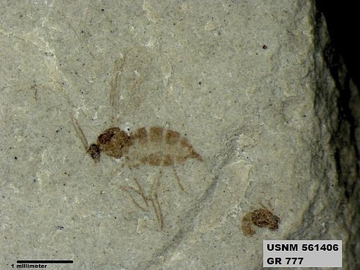 Insecta