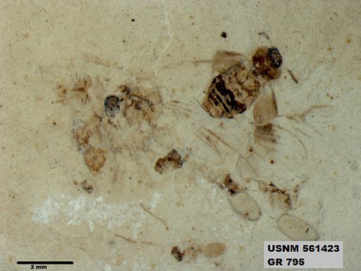 Insecta
