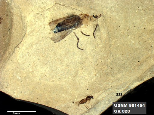 Insecta