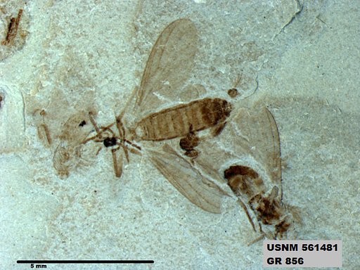 Genus sp