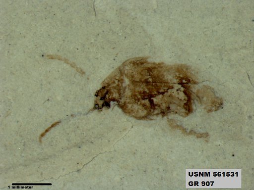 Insecta