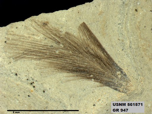 Insecta