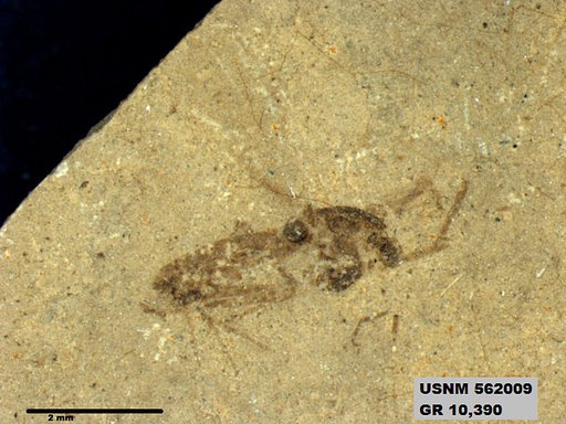 Insecta