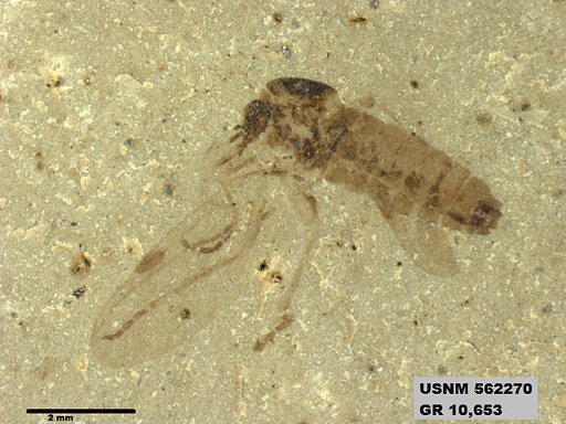 Insecta