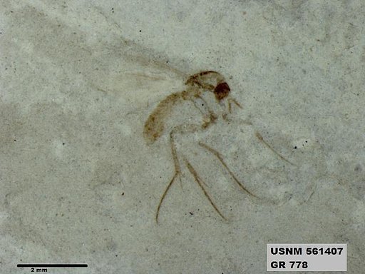 Insecta