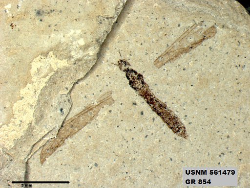 Genus sp