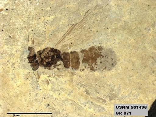 Insecta