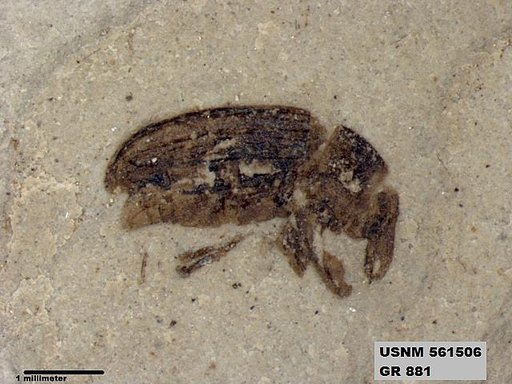Genus sp