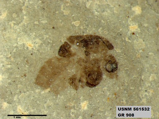 Insecta
