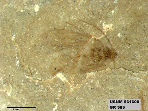 Genus sp