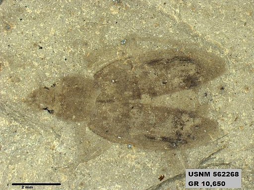Insecta