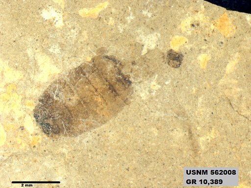 Insecta