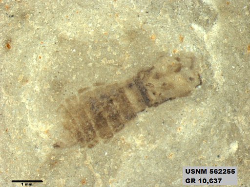 Insecta