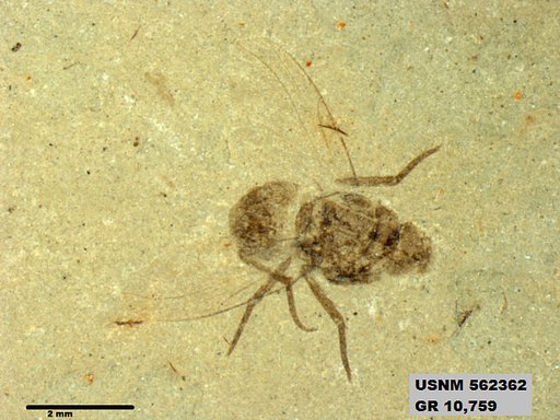 Insecta