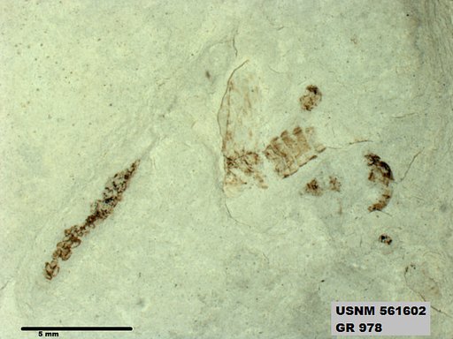 Insecta