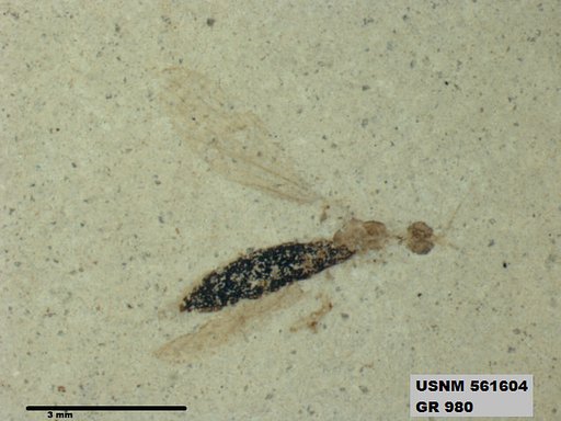 Insecta