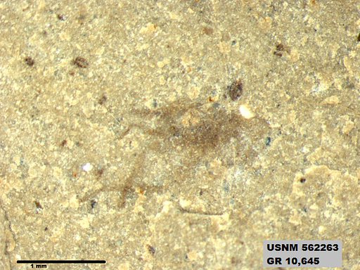 Insecta