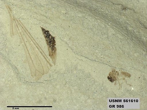 Insecta