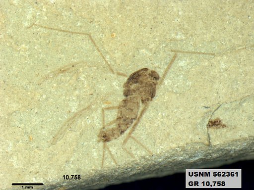 Insecta