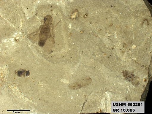 Insecta