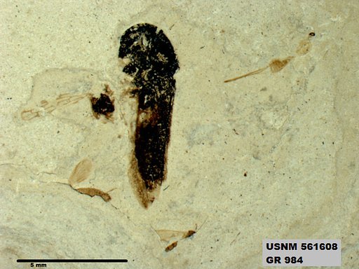 Genus sp