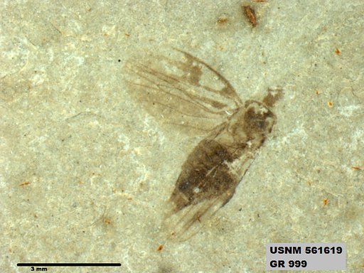 Insecta