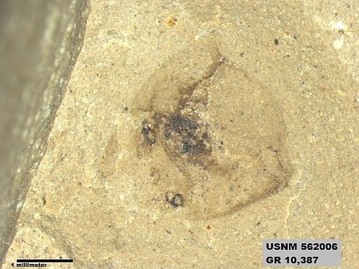 Insecta