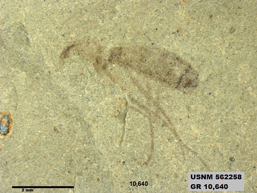 Insecta