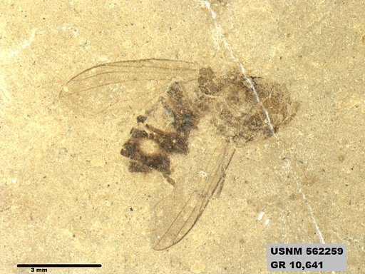 Insecta