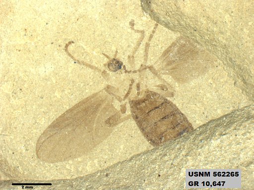 Insecta