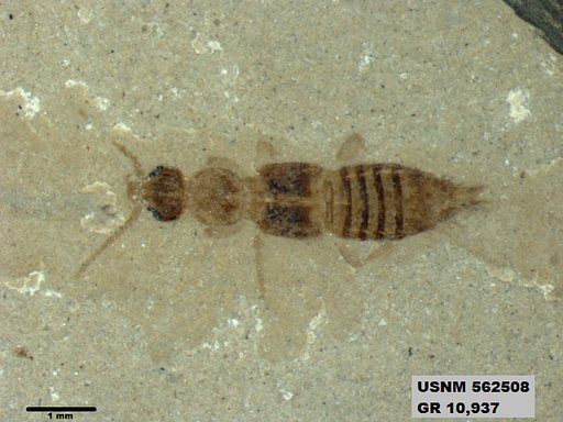 Genus sp