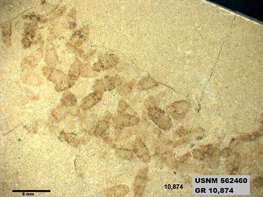 Insecta