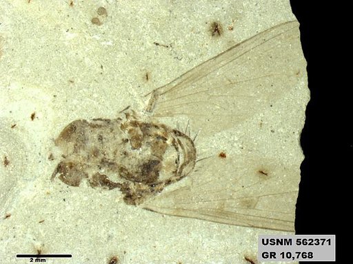 Insecta