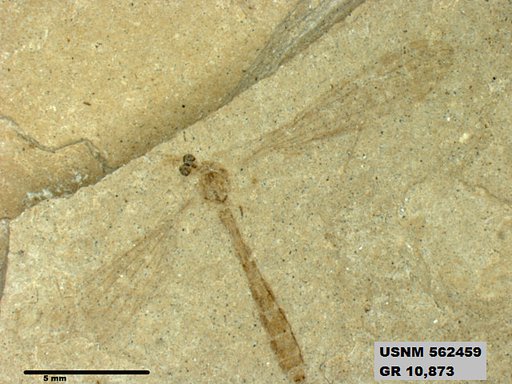 Insecta