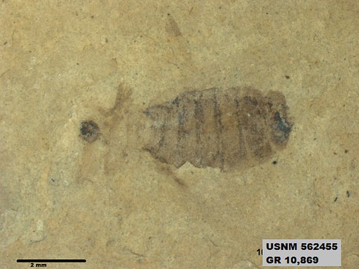 Insecta