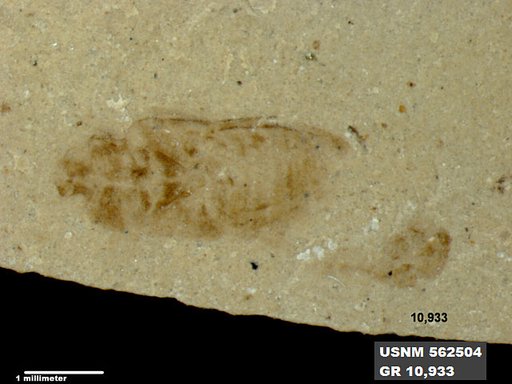 Insecta