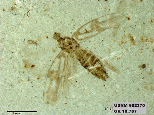 Insecta