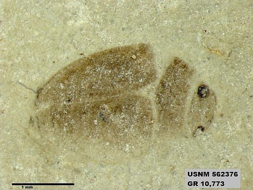 Insecta