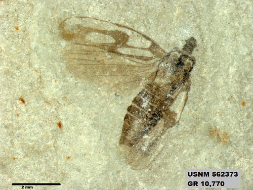 Insecta