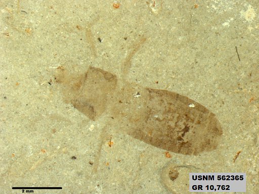 Insecta