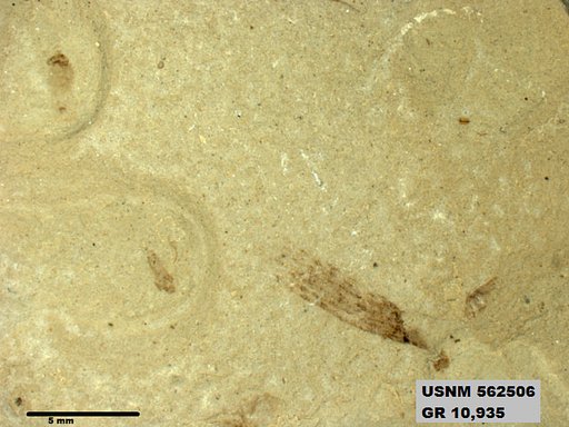 Insecta